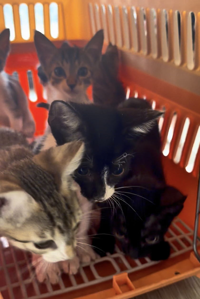 Introducing a New Cat to Existing Cats