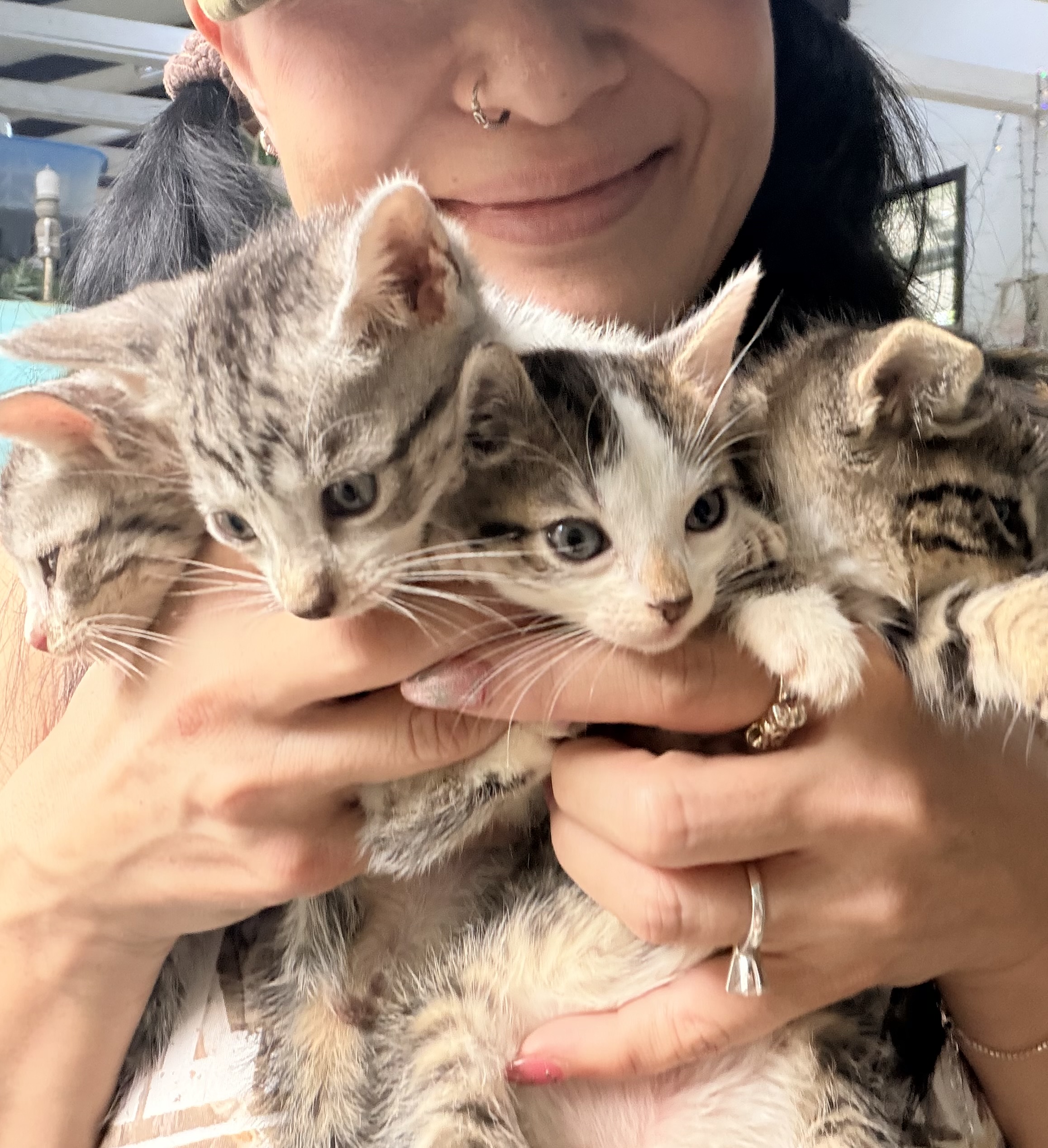 Understanding Cat Behavior