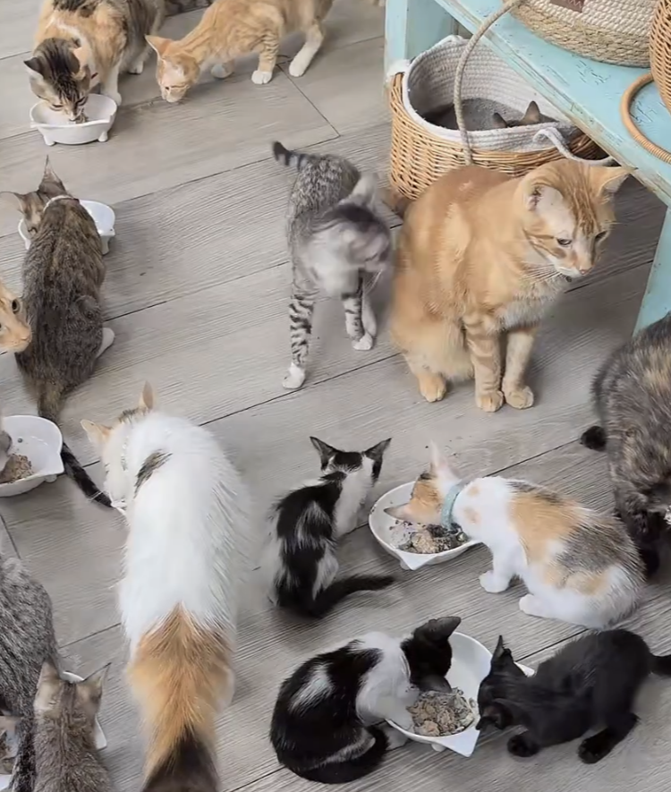 Feeding Your Cat
