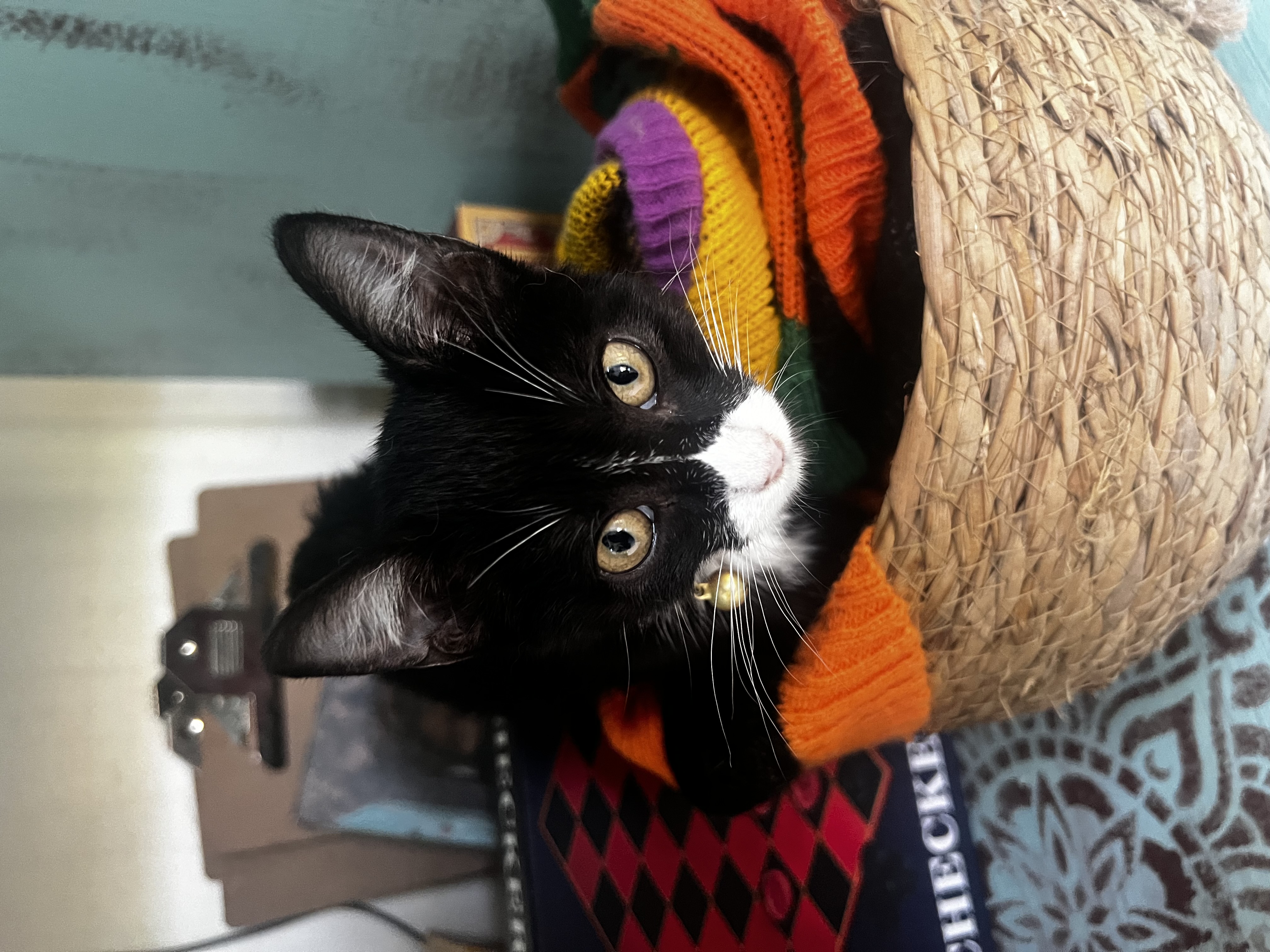 My New Cat Is Hiding